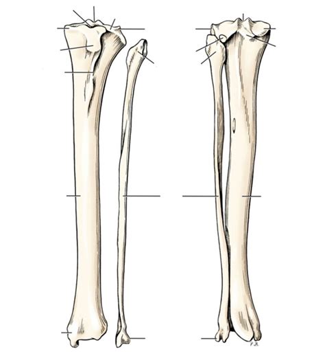 Left Tibia And Fibula Cranial And Caudal Views Diagram Quizlet