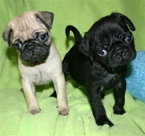 Pug Puppies For Sale Tampa Fl 220243 Petzlover