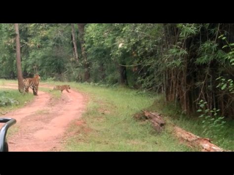 Tara Tigress And Cub Seen In Khitauli Zone People Caught In Cameras