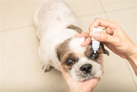 What Can Cause Cataracts In Dogs
