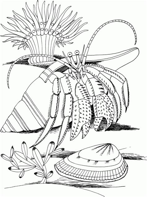 It will increase awareness of the needs of both humans and animals. Free Printable Hermit Crab Coloring Pages For Kids
