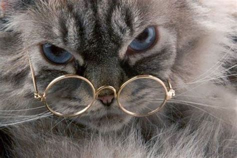 10 Cats With An Eye For Fashion Cat Wearing Glasses Cat Glasses