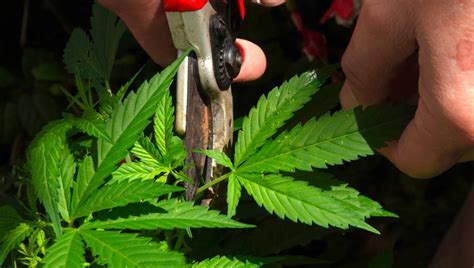 What Is Pruning And Why Prune Your Cannabis Plants Fastbuds
