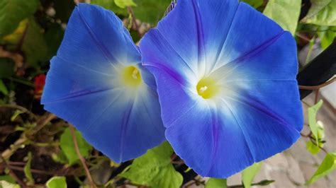 13 Types Of Morning Glory 8 Is Beautiful