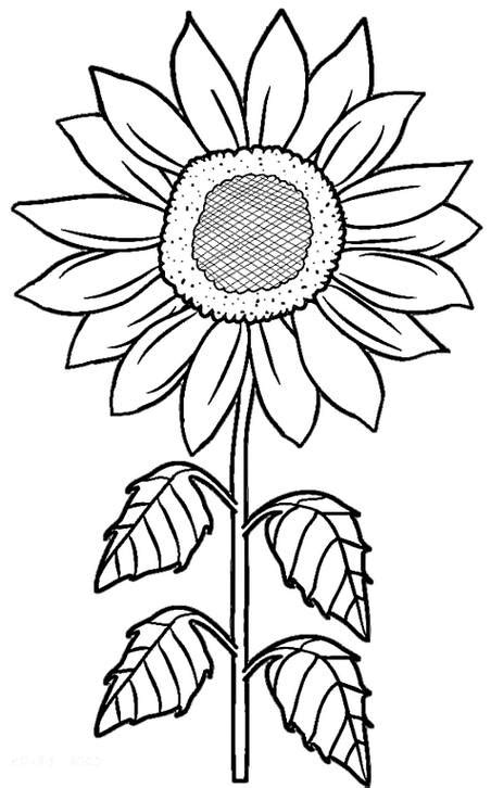 gambar bunga matahari hitam putih harian nusantara