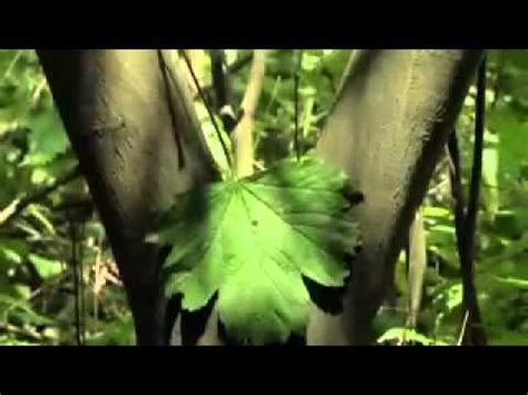 Sexo en el bosque Campaña de Greenpeace Países Bajos YouTube