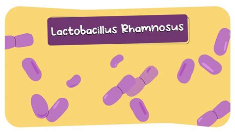 9 Lactobacillus Rhamnosus Health Benefits Psychological Pregnancy And