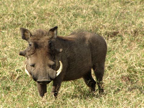 Filewarthog Male Serengeti Wikipedia