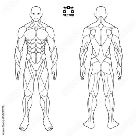 All Muscle On Body Front Male Human Body Muscle Map With Major Muscle