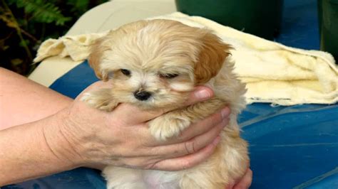 With thousands of malti tzu puppies for sale and hundreds of malti tzu dog breeders, you're sure to. Hi, this is Cindy. Cindy is a toy Maltese/Shih Tzu cross ...