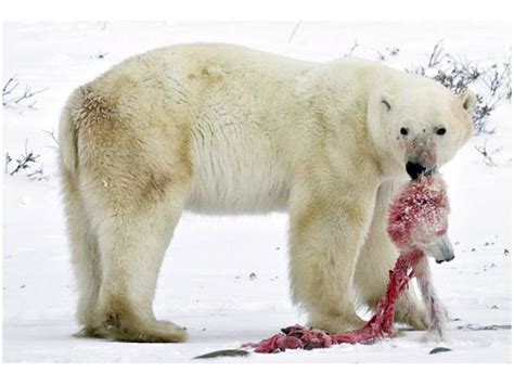 Climate Change Not To Blame For Polar Bear Cannibalism