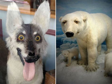 What It Looks Like When Taxidermy Goes Horribly Wrong 23 Pics