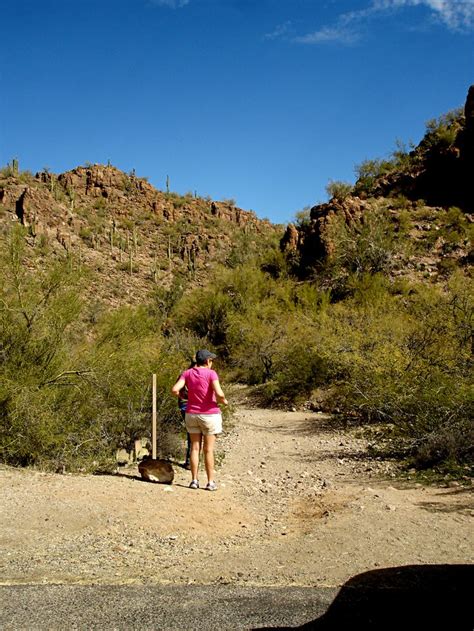 Picture Rocks Trail Hike Tucson Az Near The Parking Area Is Poorly