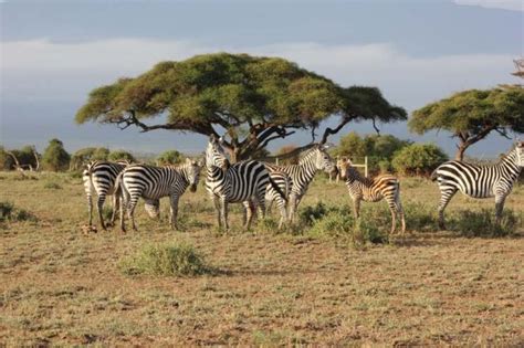 Masai Mara 4 Day Game Safari Tour From Nairobi