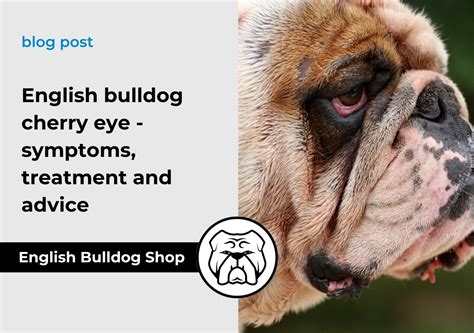 English Bulldog Cherry Eye Symptoms Treatment And Advice