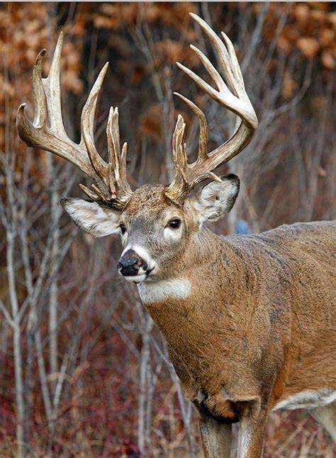 Big Whitetail Buck Deer Wallpaper