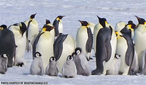 Warming Decimates Antarcticas Emperor Penguin Chicks