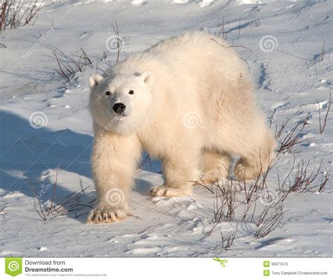 Cute Polar Bear Cub Stock Photos Image 35977673
