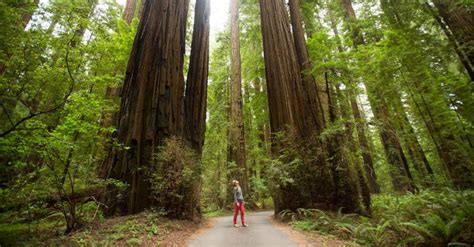 The Oldest Ancient Redwoods In The World