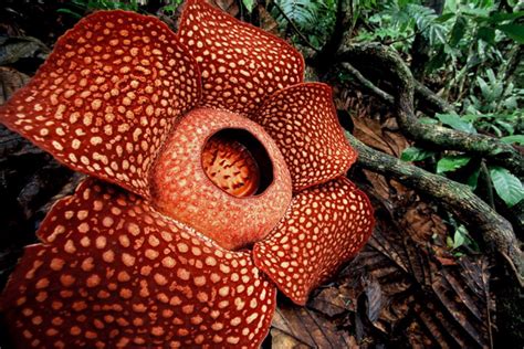 One species has the largest flowers in the world. Rafflesia Arnoldii, Bunga Endemik Sumatra dan Terbesar di Dunia