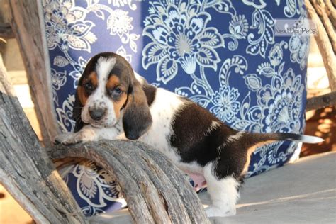 Basset hound puppies springfield ohio. Gus: Basset Hound puppy for sale near Springfield ...