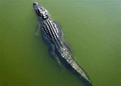 How Fast Can Alligators Run Animal Pickings