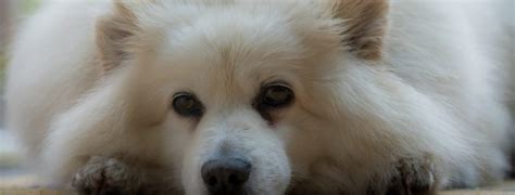 We did not find results for: Why Your Dog Is Pooping Blood & Ways To Prevent (2020 Upd)