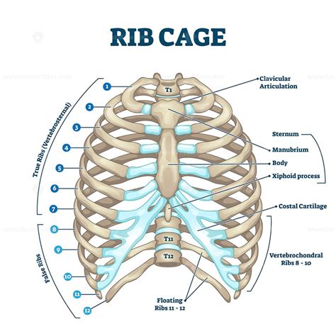 Rib Cage Anatomy Labeled Vector Illustration Diagram Vectormine