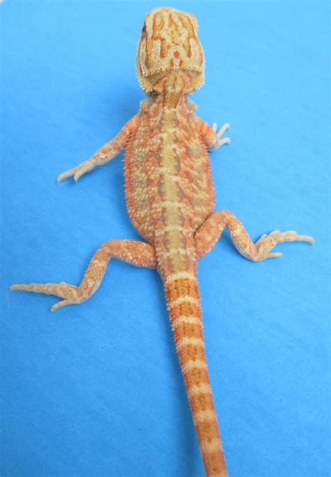 Hypo Melanistic Bearded Dragons For Sale Atomic Lizard Ranch