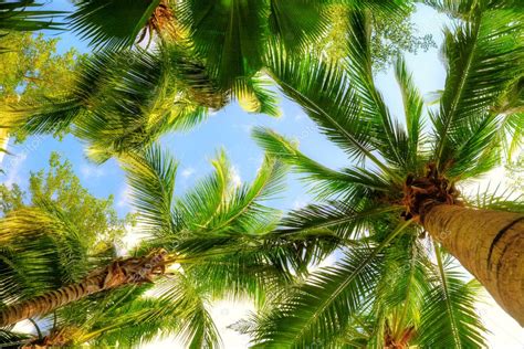Palm Trees Stock Photo By ©kovalvs 5631744