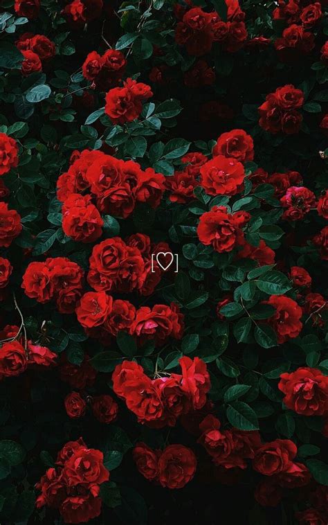 49 Red Roses Aesthetic Wallpapers