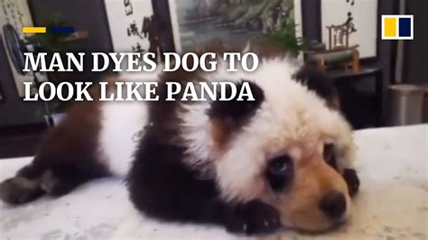 Man Dyes His Dog To Look Like A Panda In China Youtube