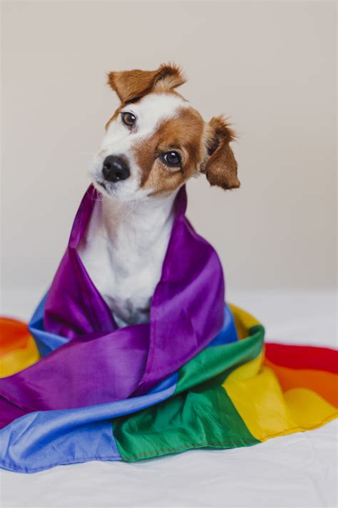 With so many commercial dog food varieties on the market today it is difficult to know which brand is the best for your dog. Premium Photo | Cute dog jack russell wrapped in rainbow ...