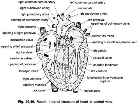 Blood Vascular System of Rabbit (With Diagram) | Chordata | Zoology