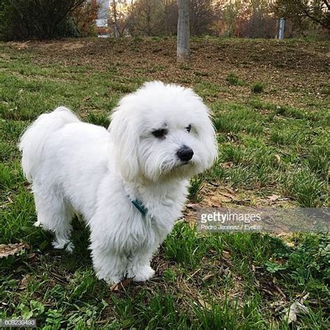 Bichon Frise Stock Pictures Royalty Free Photos And Images