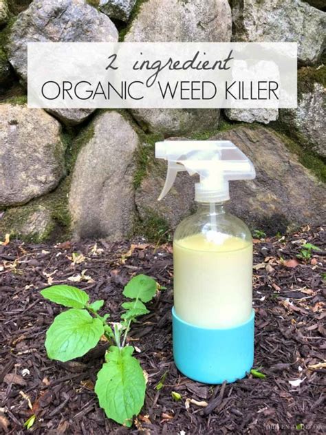 2 Ingredient Organic Weed Killer That Works Driven By Decor