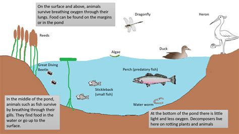 Pond Food Chain Examples For Kids