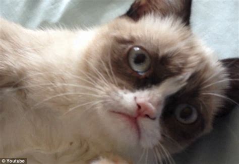 What A Sourpuss Tardar Sauce The Grumpy Cat Becomes Latest Internet