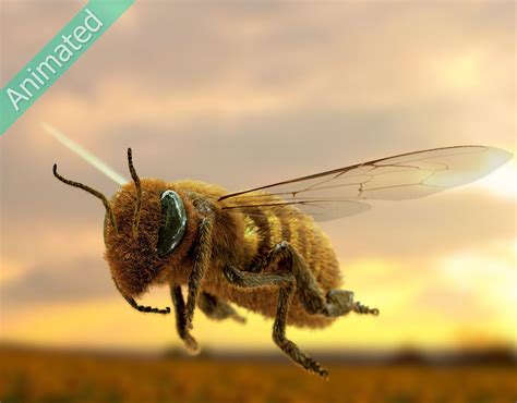 Animated bee 3D model | CGTrader
