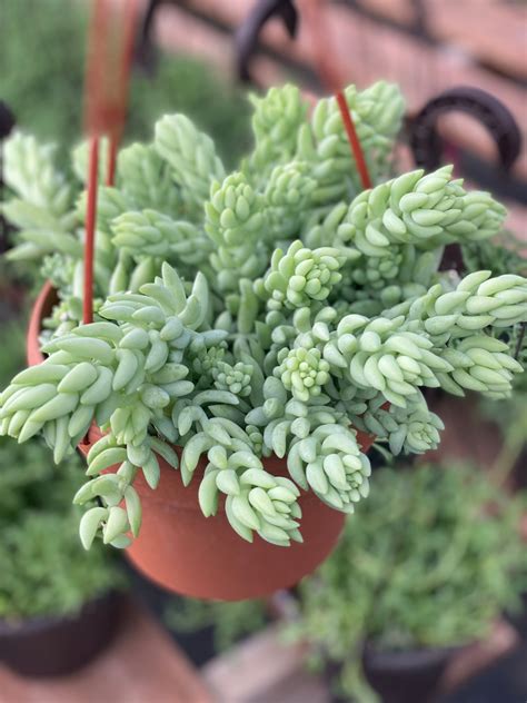 Pointy Sedum Donkey Tail In Succulent Love