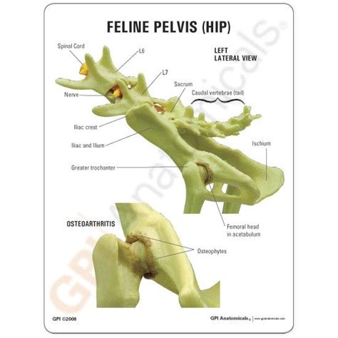 Cat Pelvis Muscle Anatomy