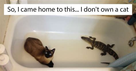 Combination feeding allows your cat to eat multiple, small meals of dry food per day on their own schedule. 160 Of The Best I Don't Own A Cat" Moments That Have Ever ...