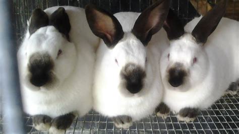 California White Rabbits Large Bountiful Meat Producers Youtube