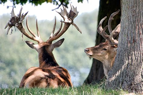 Four Problem Animals For Your Trees - Arbortec Tree Service