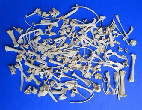 200 Assorted Tiny And Small Animal Bones For 35 Each
