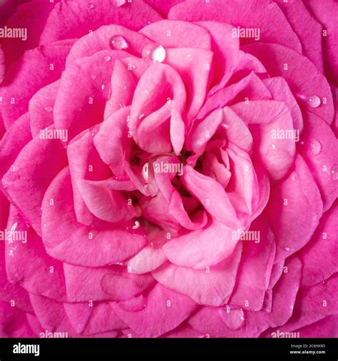 Closeup Of Rose Flower Hi Res Stock Photography And Images Alamy