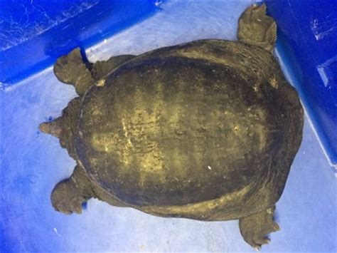 Populations of softshell turtles are particularly vulnerable in asia, where they are often eaten as a delicacy. US experts concerned by sighting of invasive Chinese ...