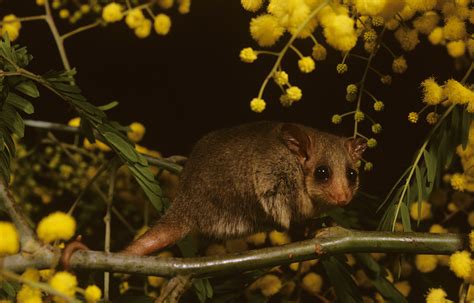 How To Deter Possums From Your Garden Better Homes And