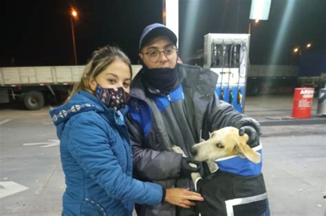 Empleados De La Ypf De Eugenio Bustos Adoptaron A Una Perra De La Calle
