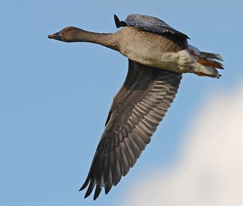 Weitere hauptvertreter unter den vögeln sind. Saatgans Foto & Bild | tiere, wildlife, wild lebende vögel ...